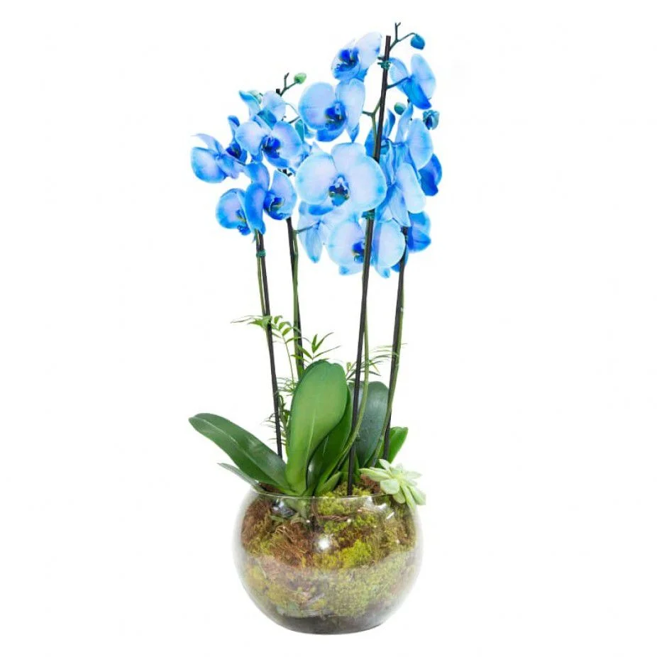 Dupla de Orqu�dea Phalaenopsis Azul em Vaso de Vidro