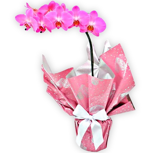 Orquídea Phalaenopsis Pink – Dianna Flores